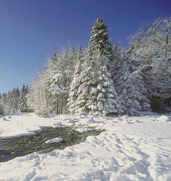 Camping De Binnenvaart Superior Chalet Aan de Wolfsberg Екстер'єр фото